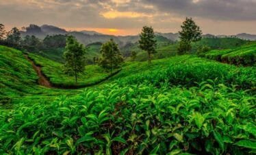 Enchanting Kerala: A Journey Through Cochin, Munnar, Thekkady, and Alleppey